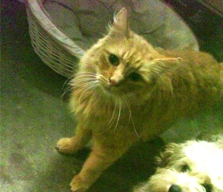 引擎轰鸣时，当篮球在地表最高时速中找回灵魂