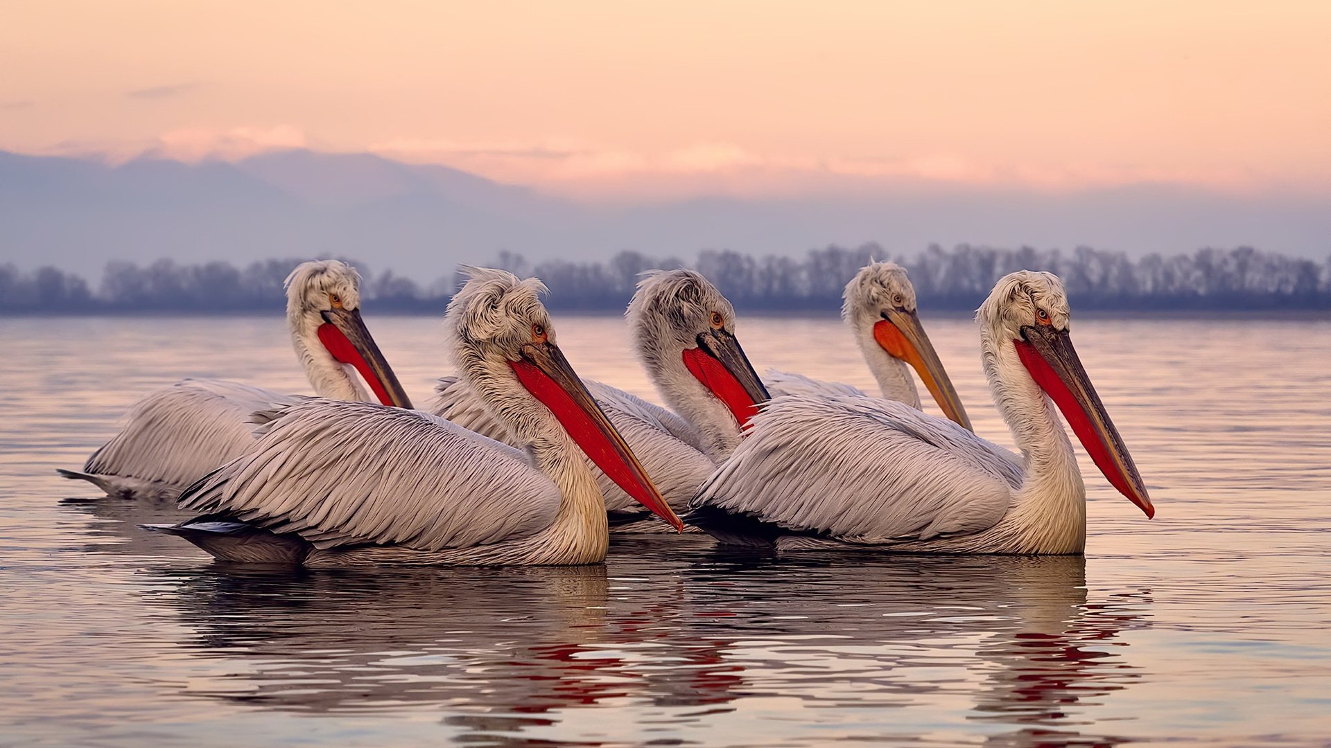开云体育-希腊掀翻罗马，贝林厄姆如何以古典英雄的姿态，完成对现代足球帝国的致命一击