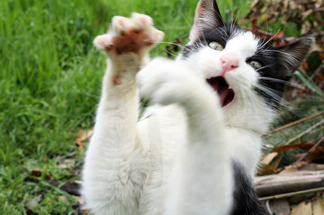 逆境之光，当NBA钢铁洪流碰撞巴萨绝境神话