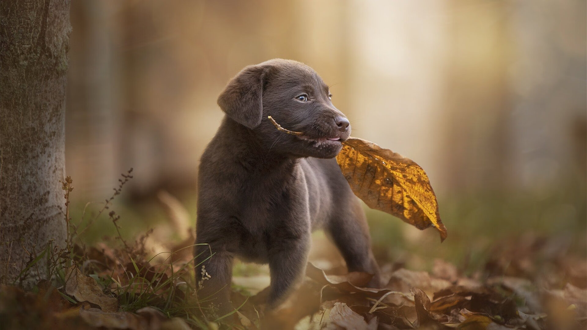 开云APP-东决关键战之夜，奥纳纳一柱擎天，定义禁区统治新高度