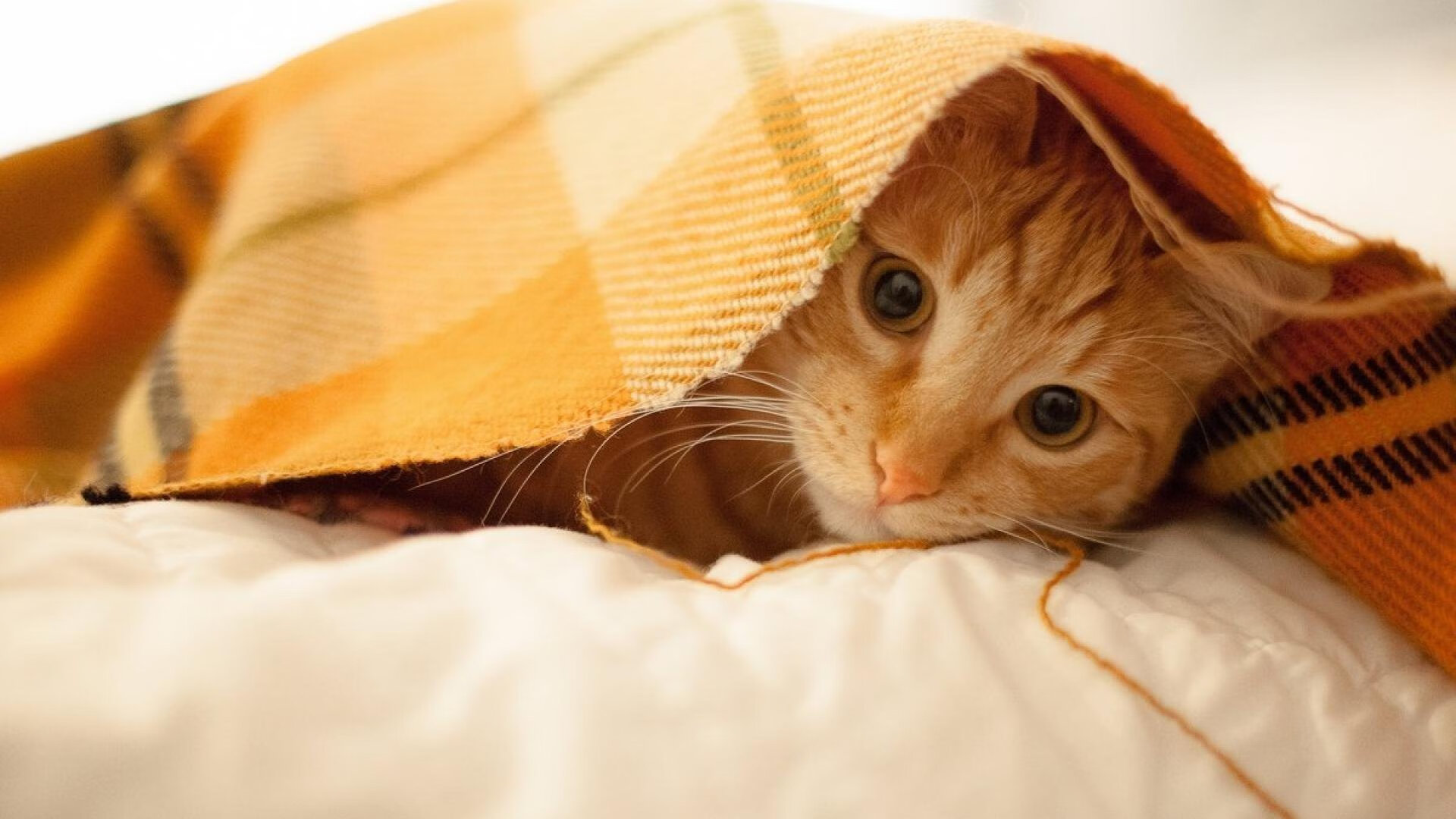 开云下载-卡马文加满分背后，当皇家社会将荷兰基因锻造成西班牙利刃