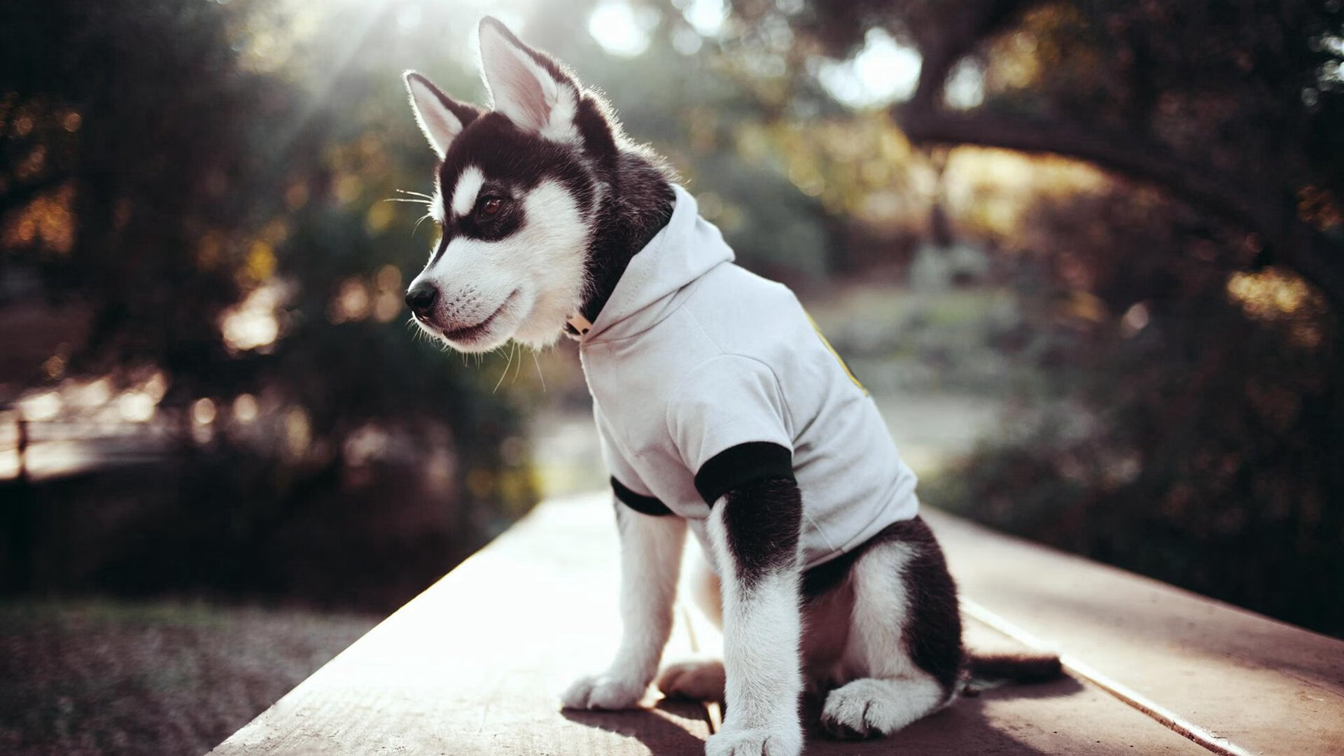 开云体育在线-活塞爆冷轻取四星快船，德罗赞末节19分诠释大场面先生