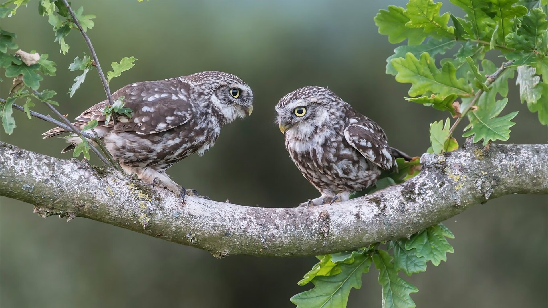 阿尔瓦雷斯末节接管比赛，国际米兰友谊赛逆转塞内加尔