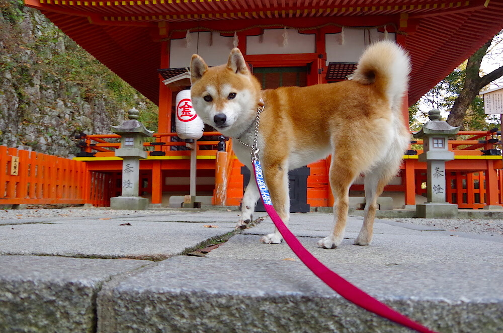 开云体育下载-沉默的复仇，保罗·乔治淬火重铸的刀锋，步行者掀翻雷霆