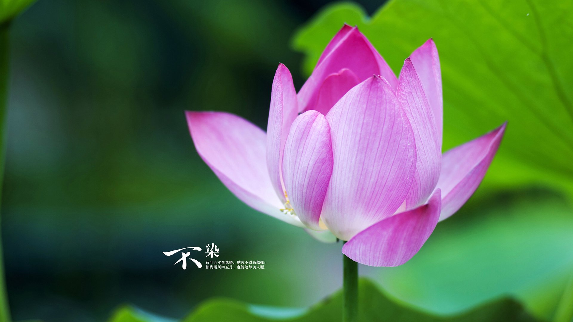 阿尔瓦雷斯爆发！双重奏奏响乌拉圭对马里的全面压制