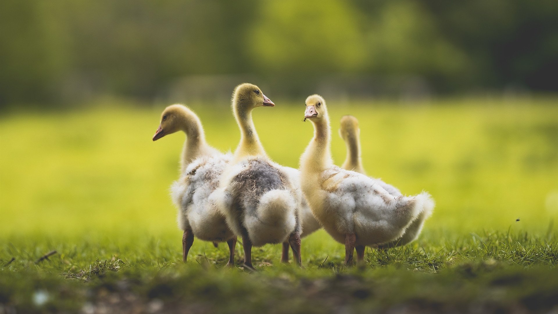 风暴眼中的冷静，京多安导演阿森纳终场绝杀