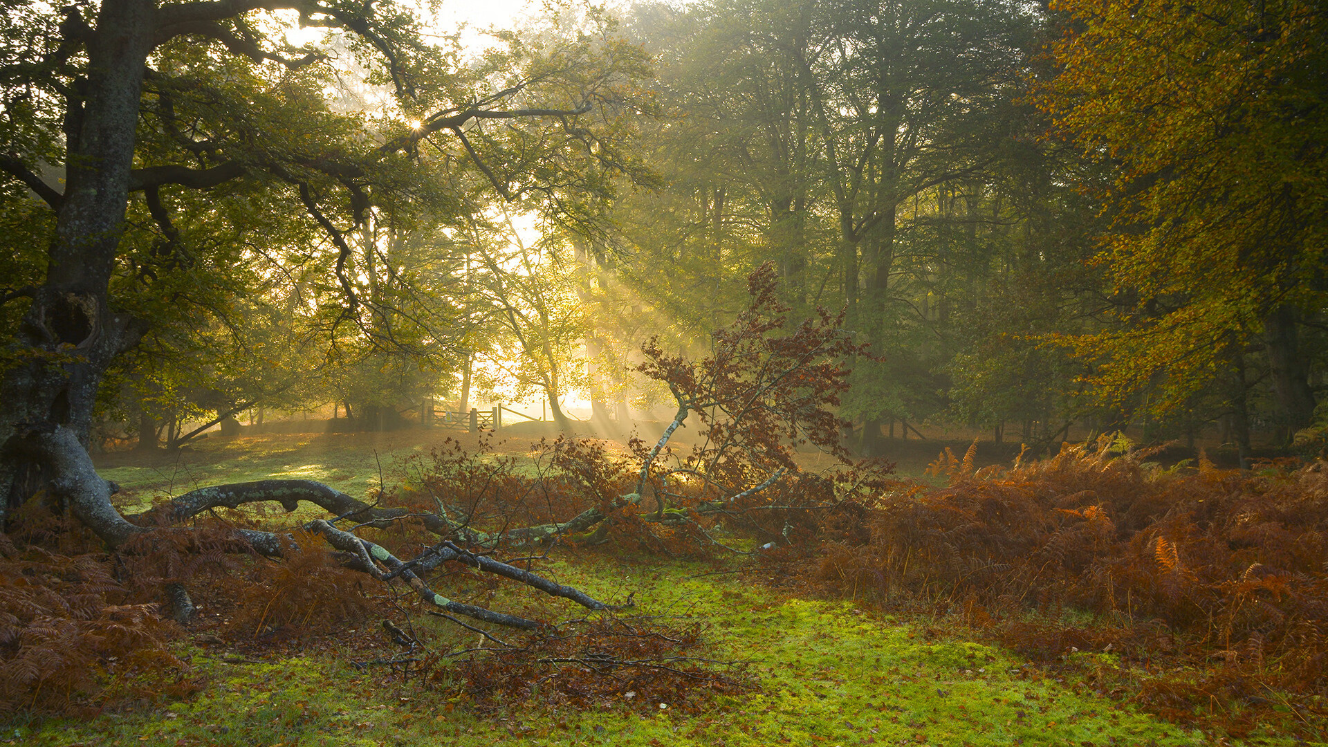 血战绿茵，比利时鏖战中国，巴雷拉关键先生定乾坤