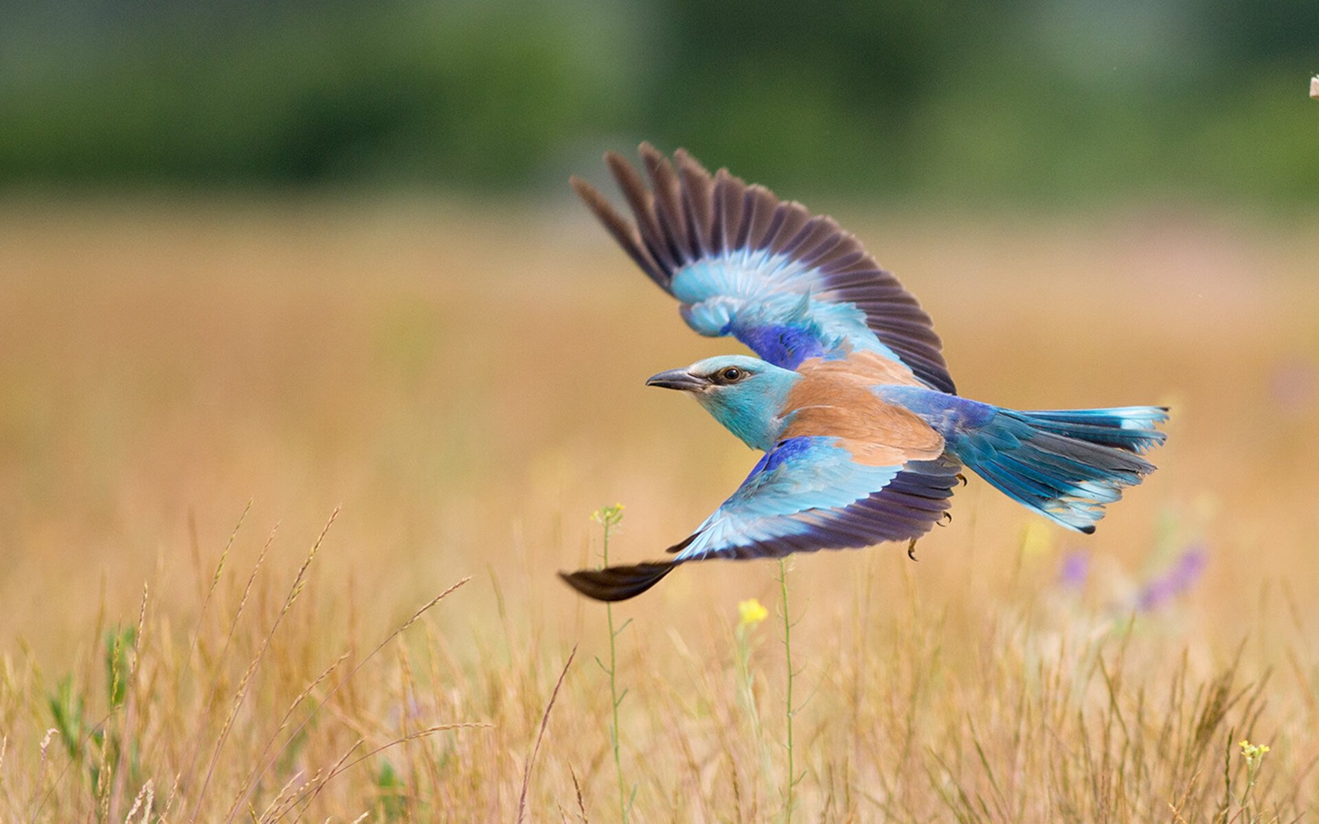 攻防意志的胜利，从曼城铁壁到热火烈焰