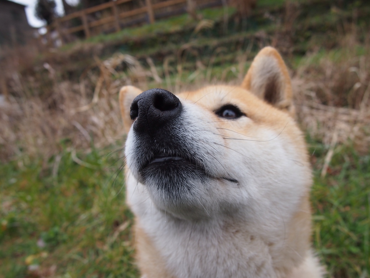开云官网-2026世界杯焦点战日，森林狼狂胜黄蜂点燃跨体育热潮