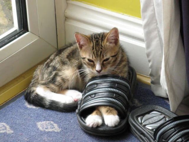 足球新神权，当伊萨克用北欧风暴强行终结南非旧纪元