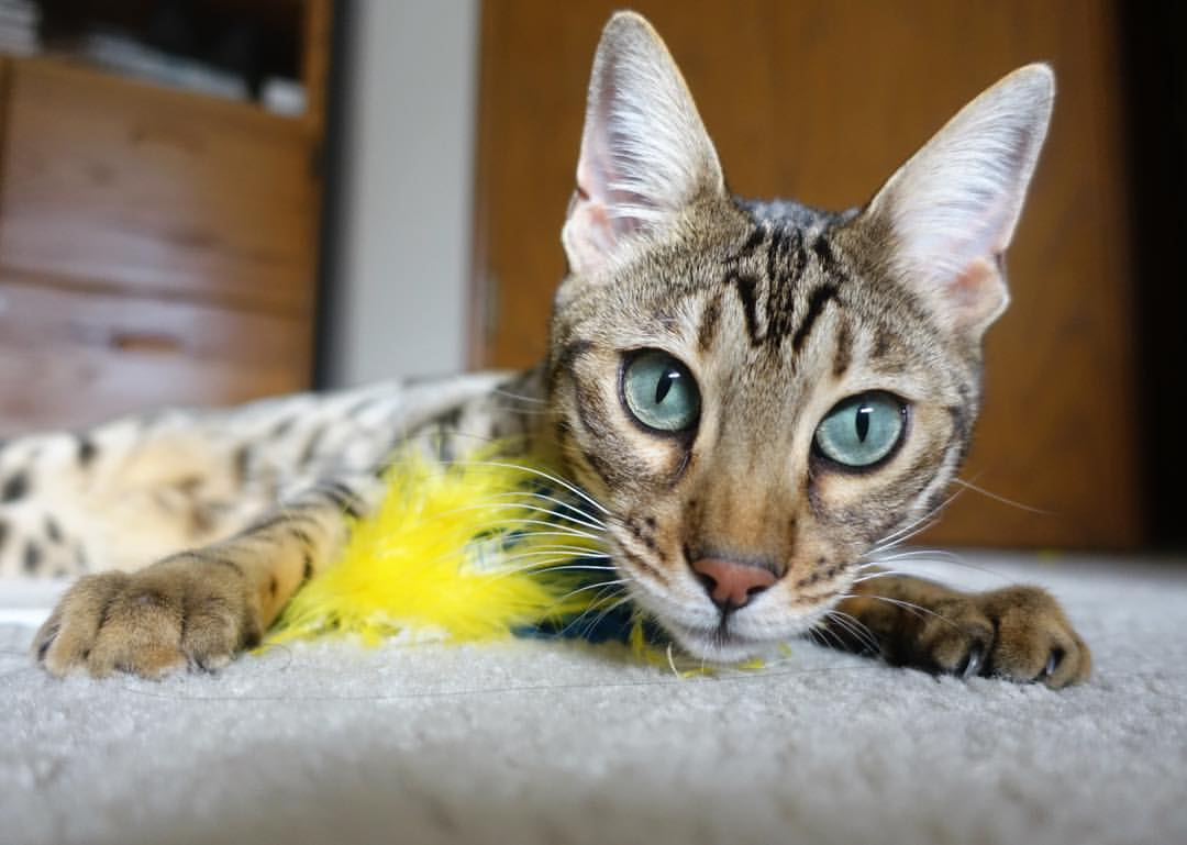 黄金一代的收割，当格列兹曼于2026年世界杯决赛接管一切