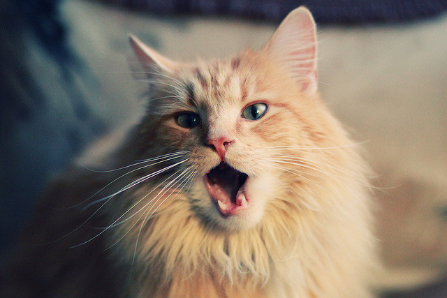 开云下载-莱奥锋芒毕露，秘鲁防线击溃伊朗