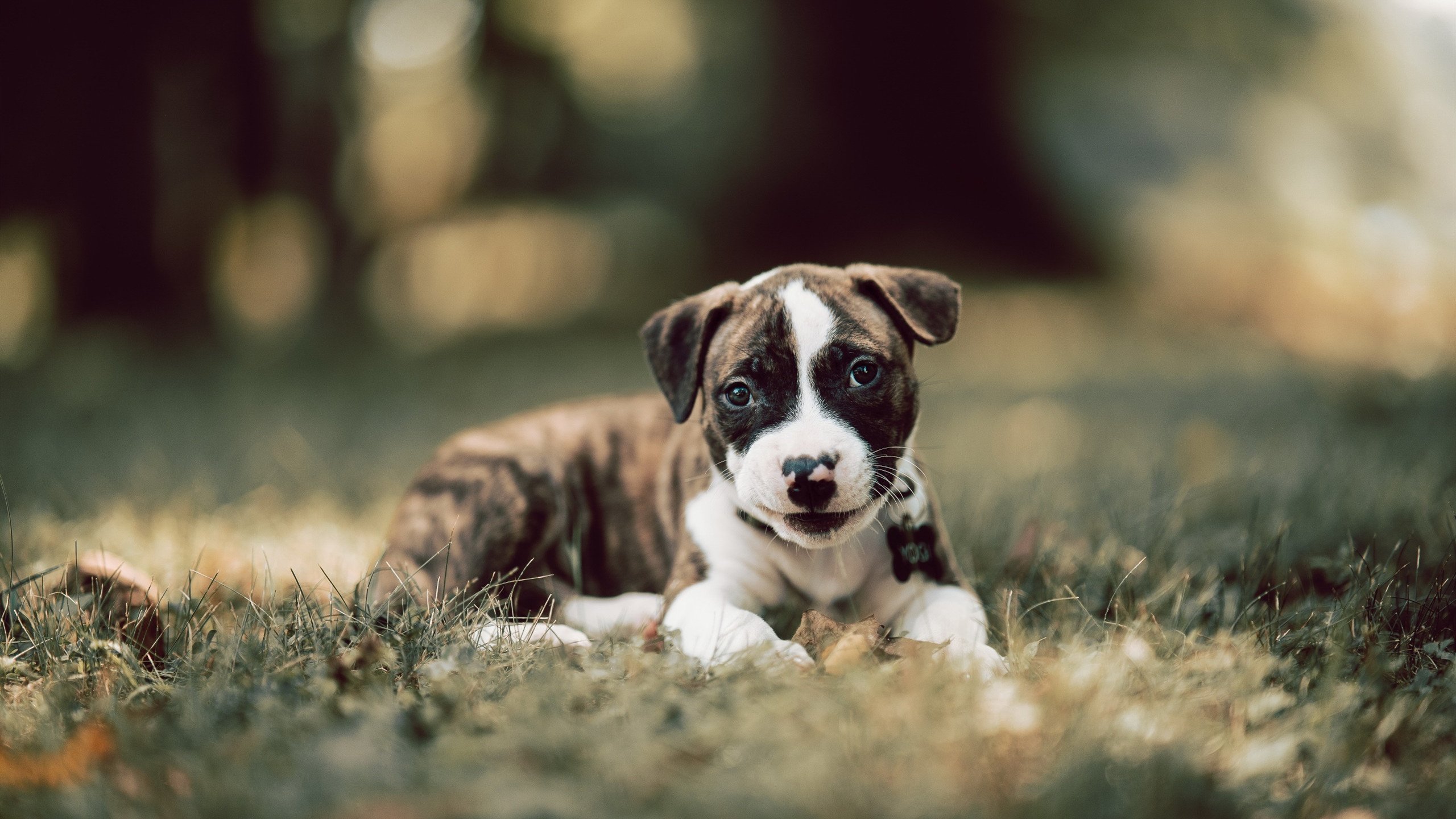 开云平台-我仍是巨星，老鹰战活塞，哈登一役击碎所有质疑